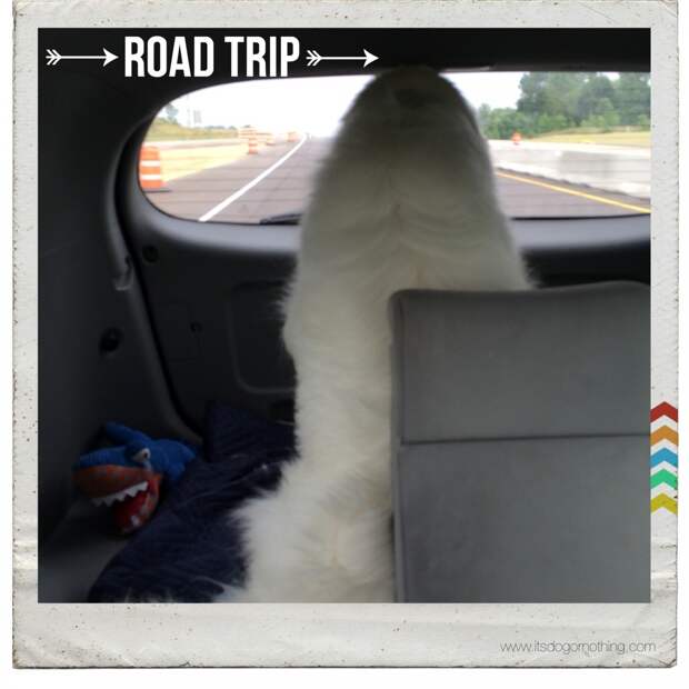Great Pyrenees Road Trip