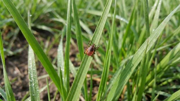 Охотники, а не ждуны: на юге России объявились клещи-мутанты