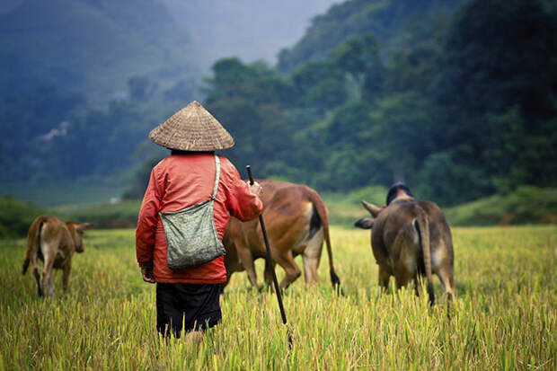 Пастух в Лаосе | Дешевые страны для отдыха