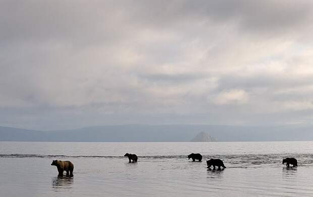 Waiting for fish/n South Kamchatka Sanctuary<><>South Kamchatka Sanctuary; bear; Kamchatka; Kuril Lake; salmon; sockeye; spawning