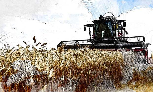 Рекорд не случился: Орловская область не собрала 5 млн тонн зерна