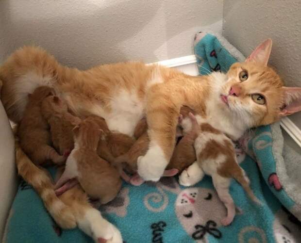 Скромная кошка благодарила девушку, которая спасла ее будущих котят Скромная кошка благодарила девушку, которая спасла ее будущих котят история, история спасения, коты, котята, кошки, помощь животным, спасение животных