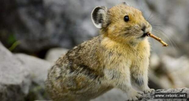funny_animals_046