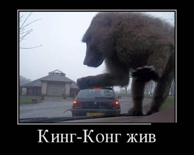 Демотиваторы (30 фото)
