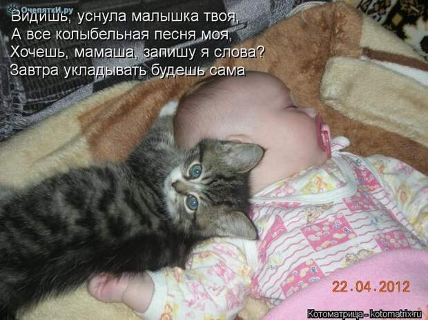 Смешные кошки в котоматрице 15