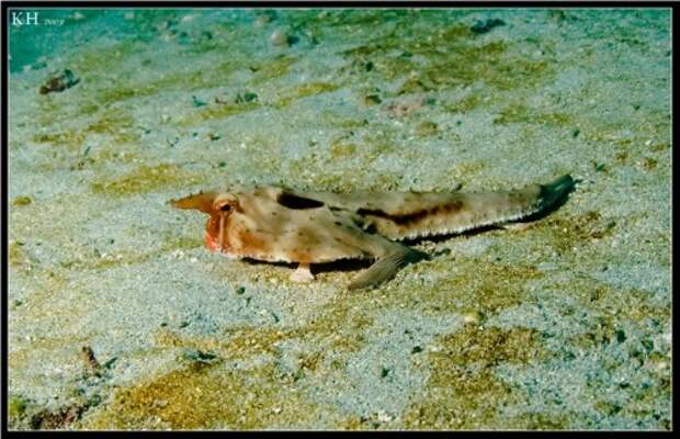 Морской нетопырь (лат. Ogcocephalidae) (англ. Batfish)