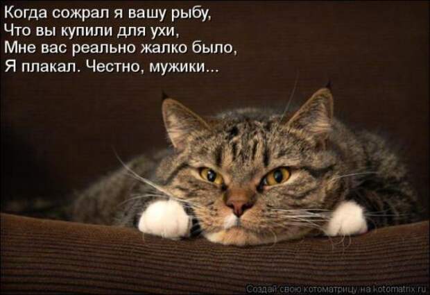 Котоматрицы (забавные картинки с надписями)