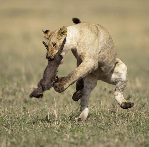 Львы в заповеднике Масаи Мара, Кения африка, животные, львы, факты, фотография