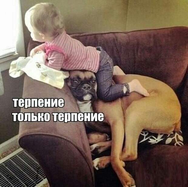 Боксёры такие боксёры боксер, еда, животные, собаки