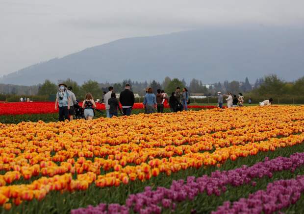 Фестиваль цветущих тюльпанов Skagit Valley Tulip Festival в Вашингтоне