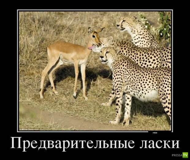 Прикольные демотиваторы о животных (30 фото) Прикольные демотиваторы о животных (30 фото)