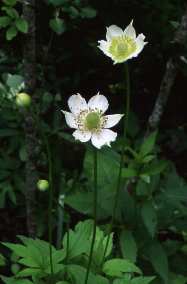 Анемона виргинская, Ветреница виргинская (Anemone virginiana)