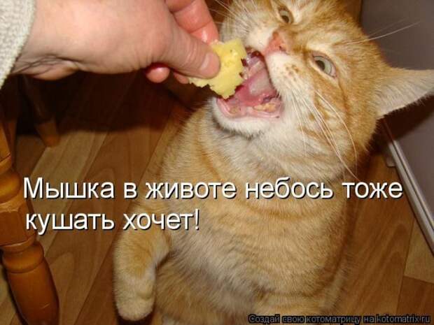 Лучшие котоматрицы недели