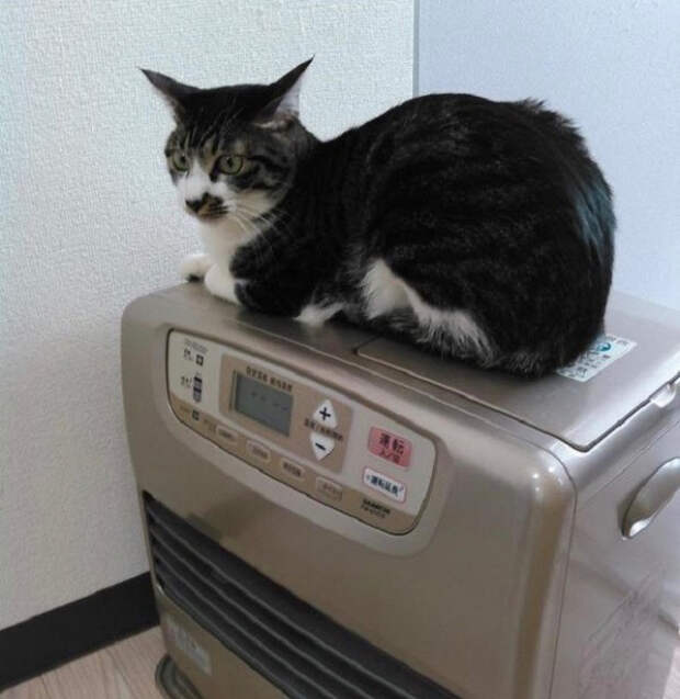 японский офис в котором находятся кошки