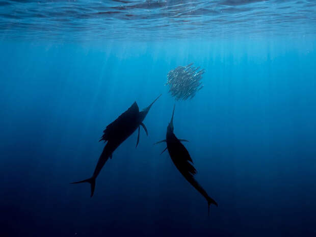 Лучшие фотографии марта от журнала National Geographic