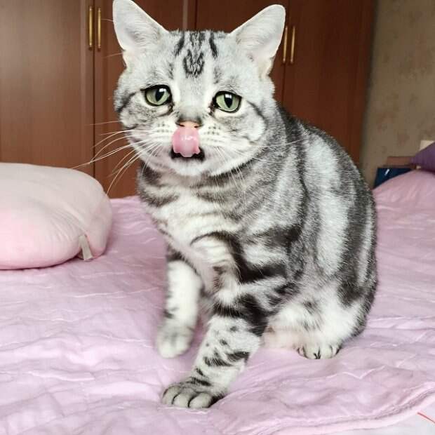 Самая грустная кошка интернета