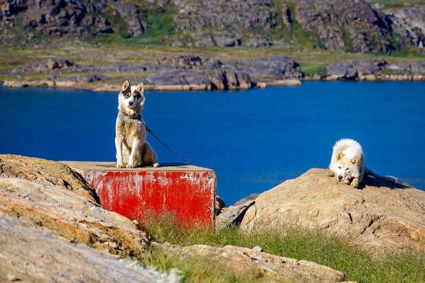 Sled Dog Welcoming Committee Sisimiut Sled Dogs