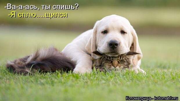 Лучшие котоматрицы - прикольные картинки Лучшие котоматрицы - прикольные картинки