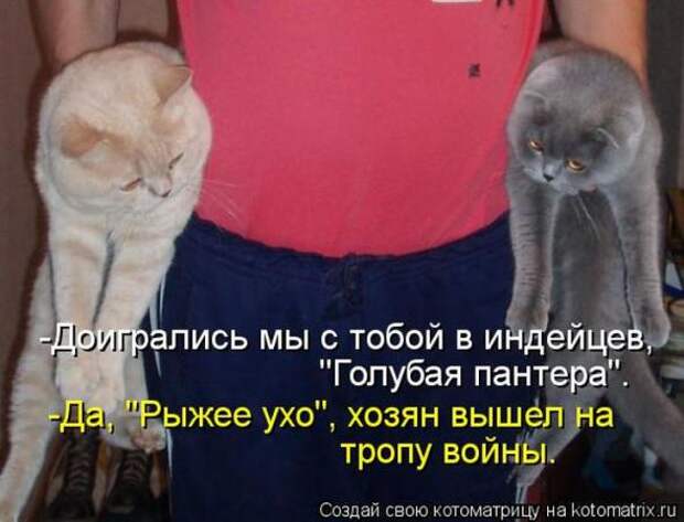 Котоматрицы(картинки с надписями)