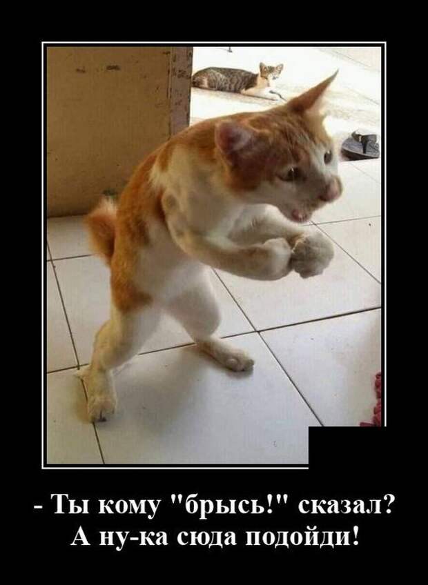 demotivatory-demotivator-smeshnye-demotivatory-demotivator-so-smyslom