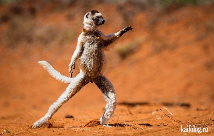 Comedy Wildlife Photography Awards 2015 (40 фото)