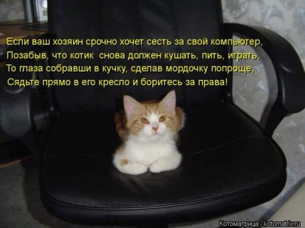 Котоматрицы (забавные картинки с надписями)
