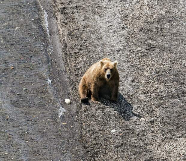 На Камчатке ищут охотников, которые застрелили троих медведей прямо с вертолета