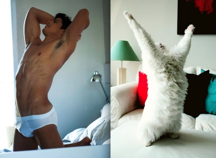 коты воссоздают фотографии, коты кошки фотографии моделей, коты повторяют фото моделей