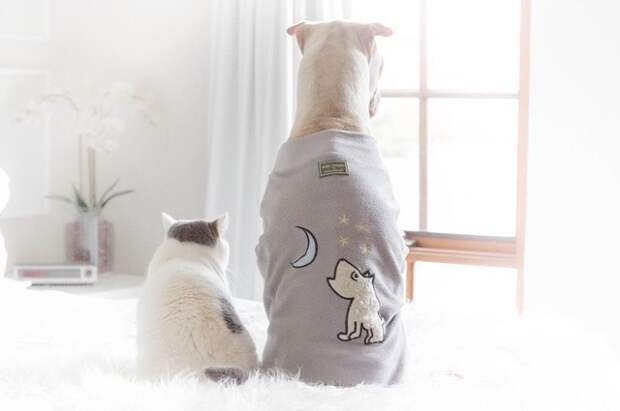 Самый фотогеничный шарпей и его друг котик животные, коты, собаки, шарпей