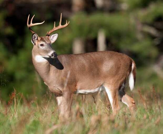 http://www.sedsg.com/images/deer.jpg