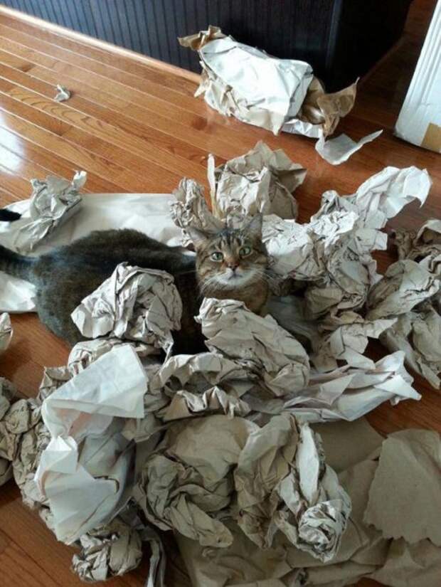 КОТОприколы  для хорошего настроения (26 фото)