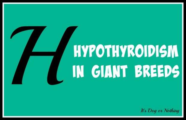 When it comes to giant breed health and nutrition, there's a lot that goes into raising a happy, healthy dog. We're going from A to Z talking about giant breed specific needs! Today, it's all about hypothyroidism in giant breed dogs.