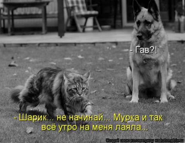 Котоматрицы(картинки с надписями)