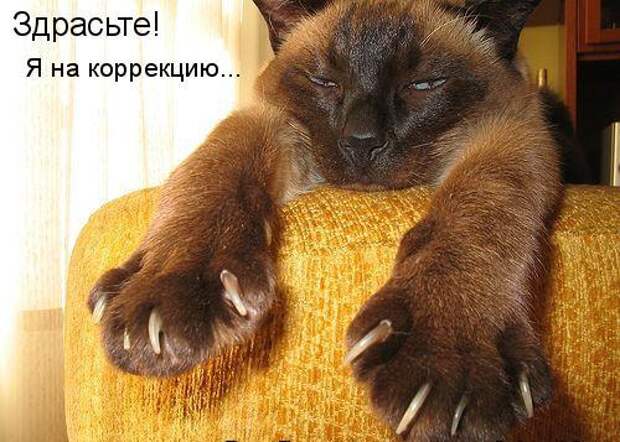 Котоматрица 9