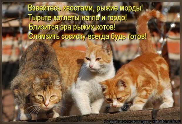 Новая котоматрица на Бугаге (39 фото)