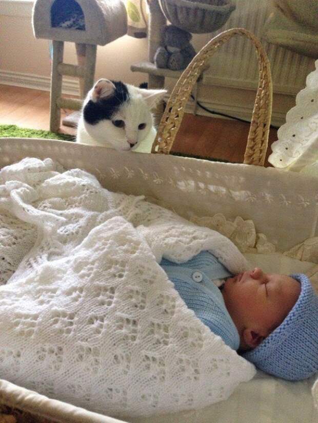 17 котов, из которых получились прекрасные няни кот, няня, ребенок