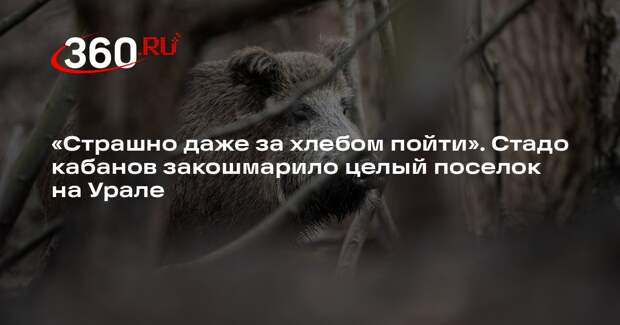 E1.RU: дикие кабаны держат в страхе свердловский поселок Сагра