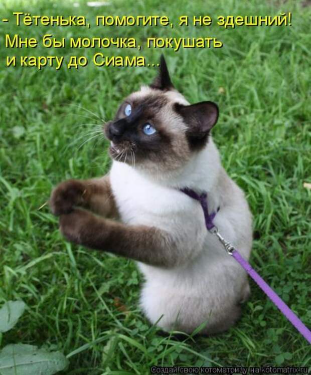 Лучшие котоматрицы недели  