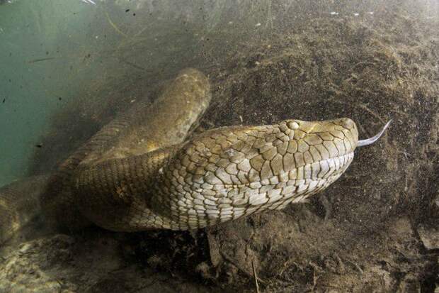 Шокирующие кадры гигантской анаконды змеи, анаконда, ужас, животные