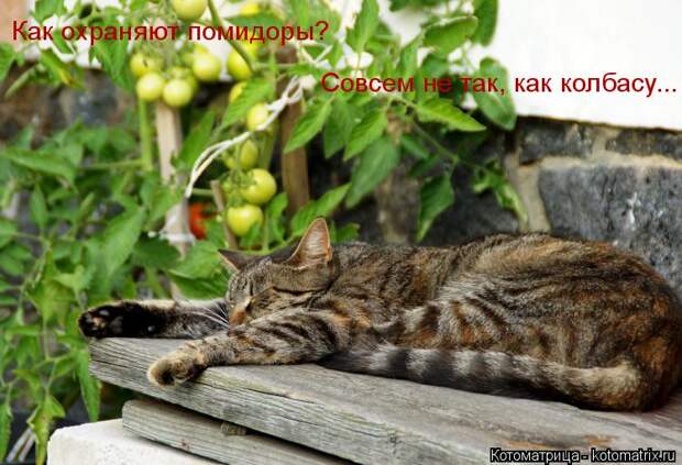 Котоматрица: Как охраняют помидоры? Совсем не так, как колбасу...