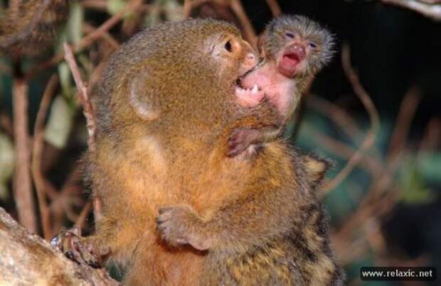 funny_animals_014