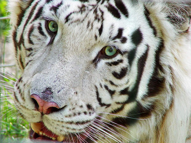 NewPix.ru - Удивительный окрас белых тигров