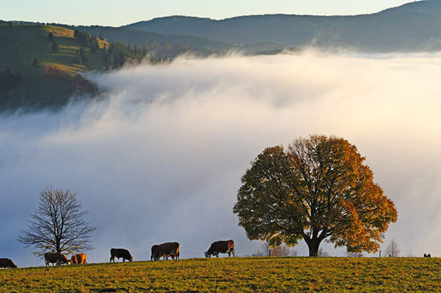 Коровы на лугу в Шварцвальде, Германия