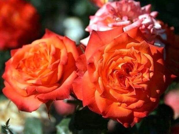 Миниатюрная роза сорт Mandarine Symphonie, фото с сайта www.archiland.biz