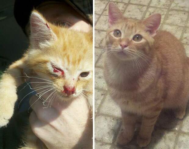 кошка до и после спасения 