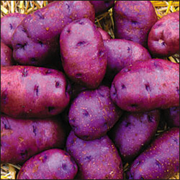 Сорт картофеля палац. Purple Viking картофель. Сорт Гретта картофель. Caribe сорт картофеля.