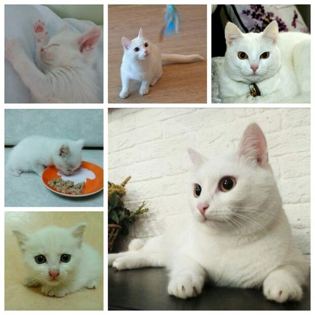 помощь коту белый кот