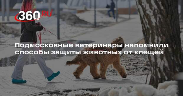 Подмосковные ветеринары напомнили способы защиты животных от клещей