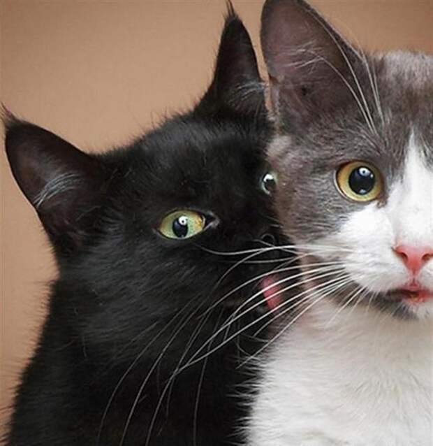 Фотографии котов, сделанные в самый нужный момент