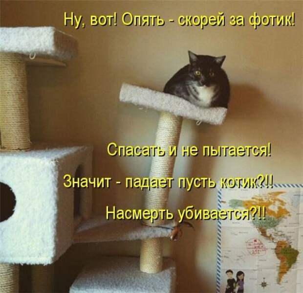 Прикольные коты  (65 фото)